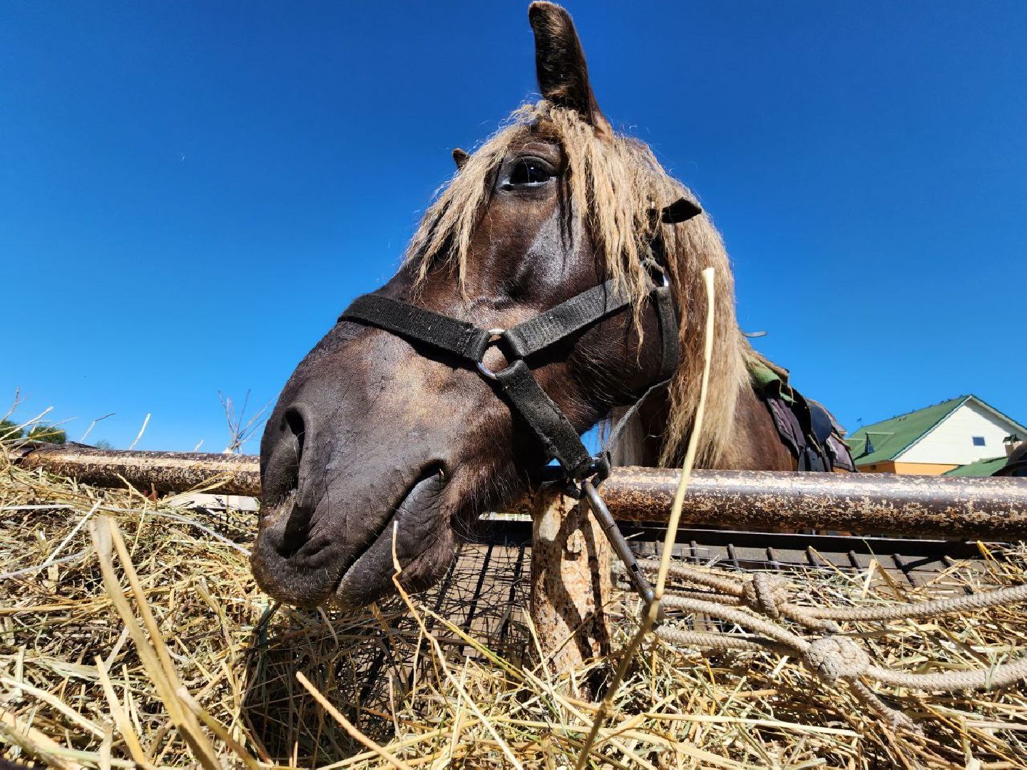можайск, можайский городской округ, подмосковье, ранчо, аванпост, туризм в можайске, туризм в подмосковье, конные прогулки, кони, лошади,