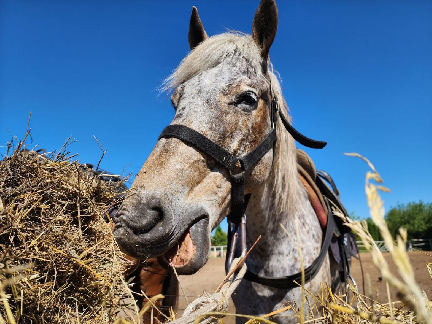 можайск, можайский городской округ, подмосковье, ранчо, аванпост, туризм в можайске, туризм в подмосковье, конные прогулки, кони, лошади,