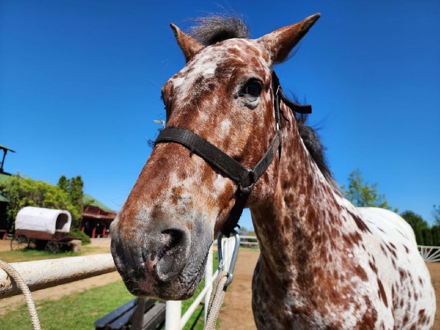 можайск, можайский городской округ, подмосковье, ранчо, аванпост, туризм в можайске, туризм в подмосковье, конные прогулки, кони, лошади,