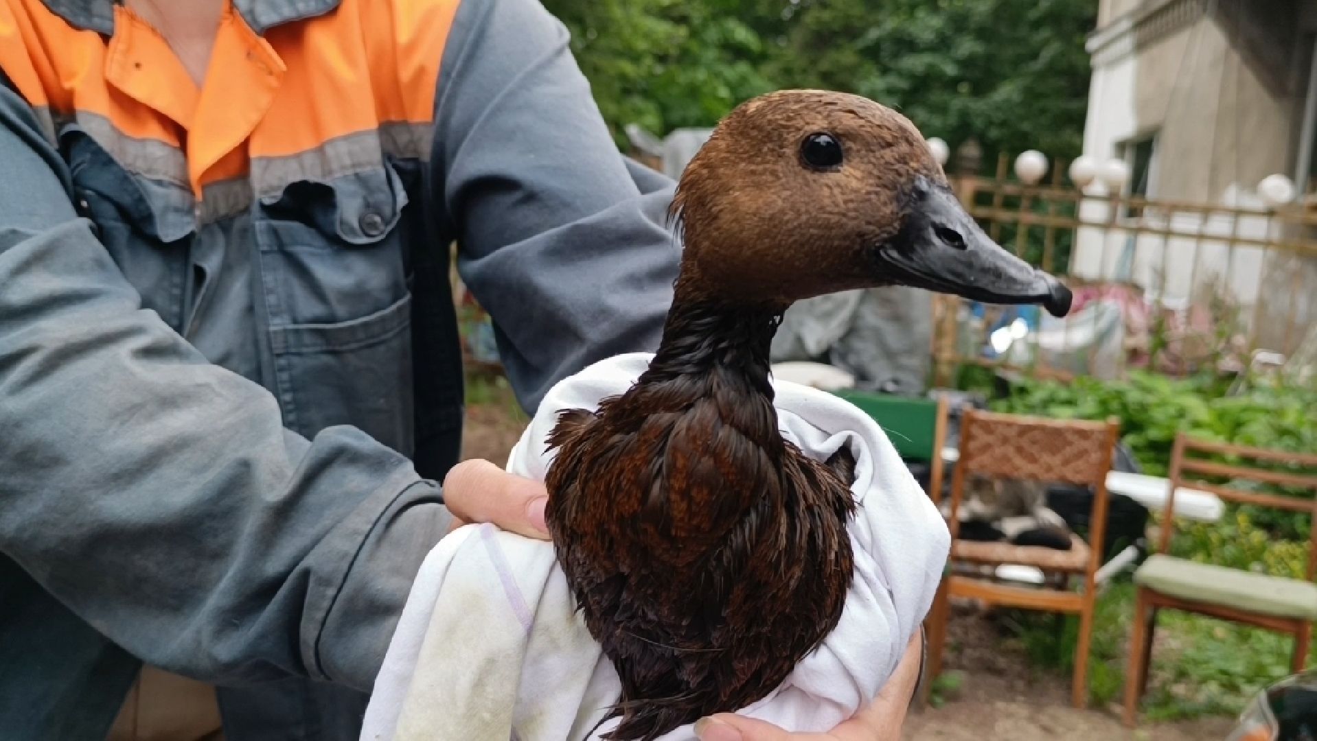 огарь, экология, парк, лобня, птицы, животные,