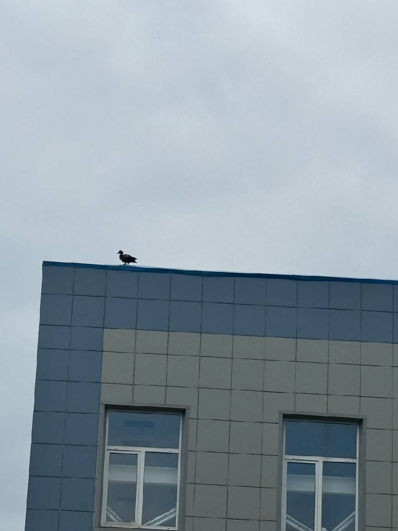 огарь, экология, парк, лобня, птицы, животные,