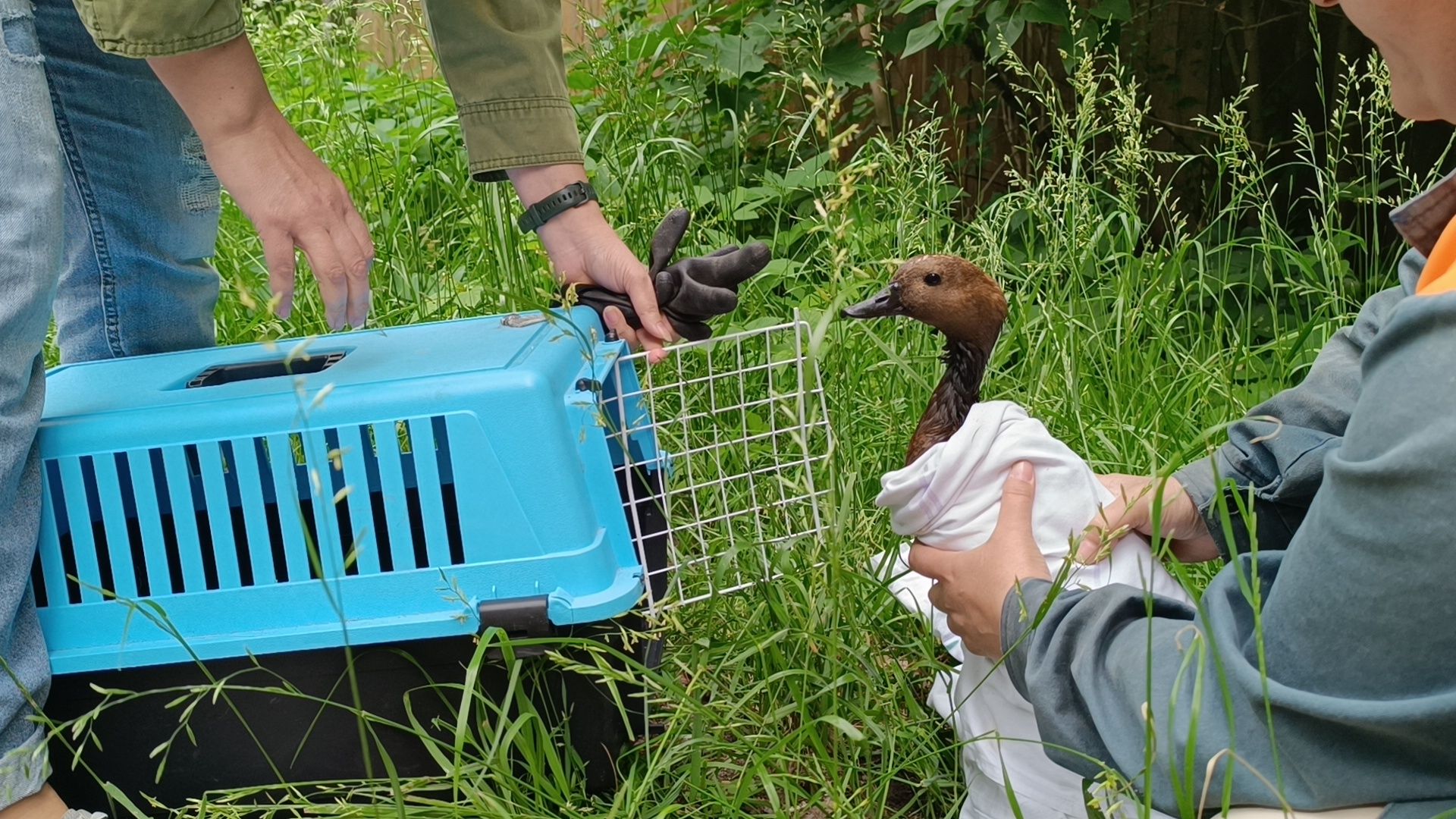 огарь, экология, парк, лобня, птицы, животные,