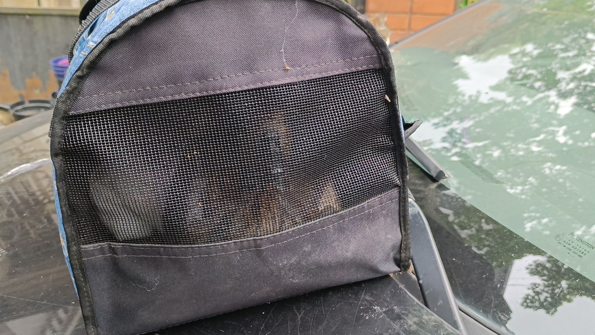 огарь, экология, парк, лобня, птицы, животные,