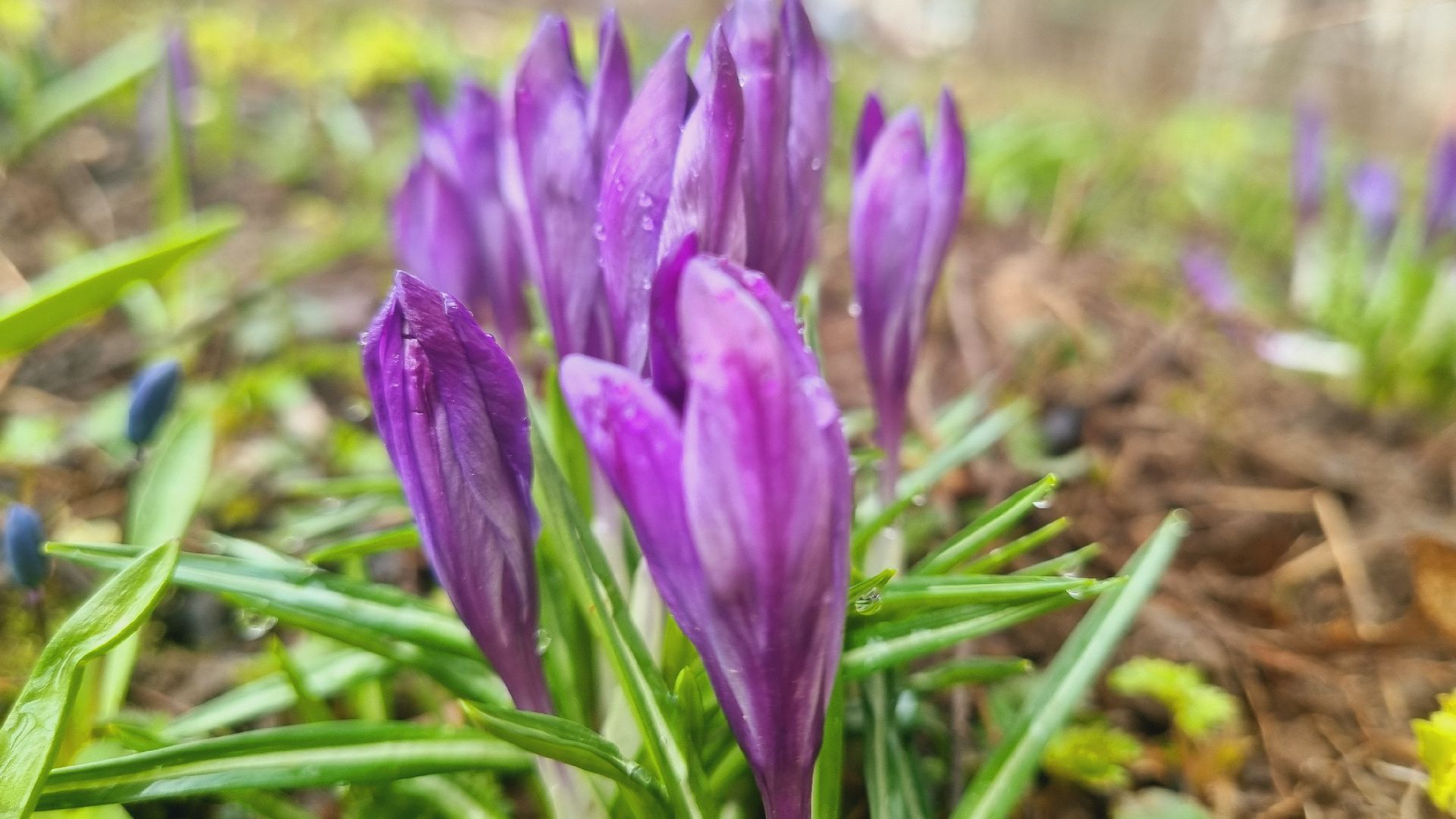 Подмосковье, Ивантеевка, подснежники