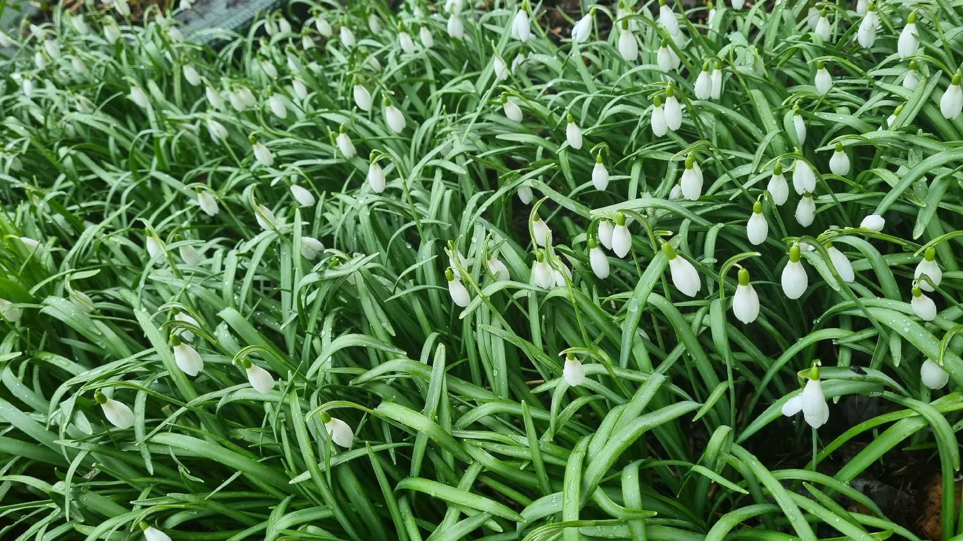 Подмосковье, Ивантеевка, подснежники