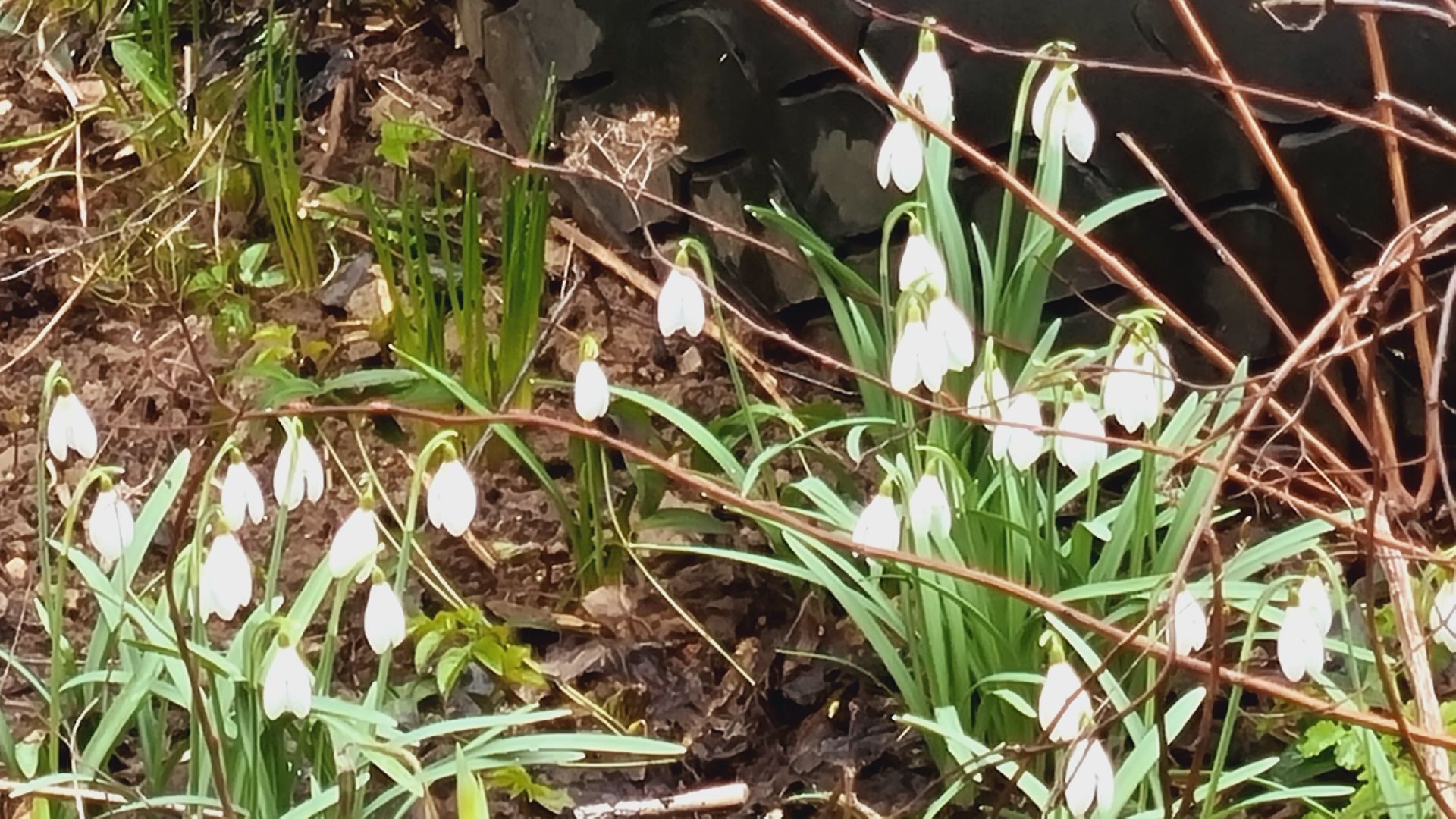 Подмосковье, Ивантеевка, подснежники