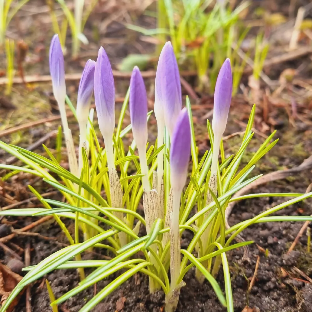 Подмосковье, Ивантеевка, подснежники