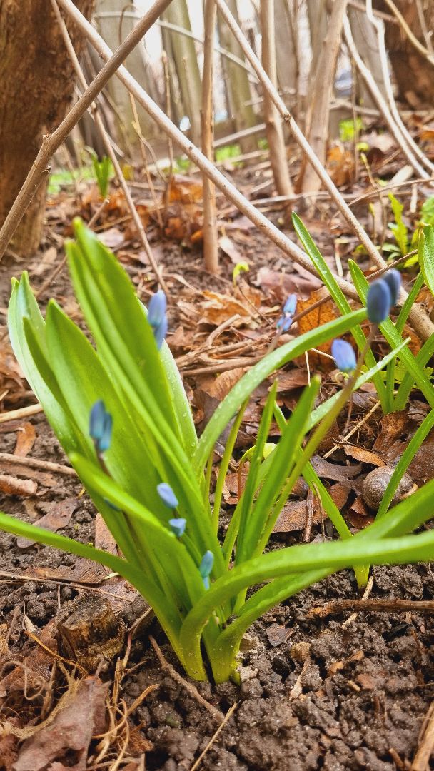 Подмосковье, Ивантеевка, подснежники