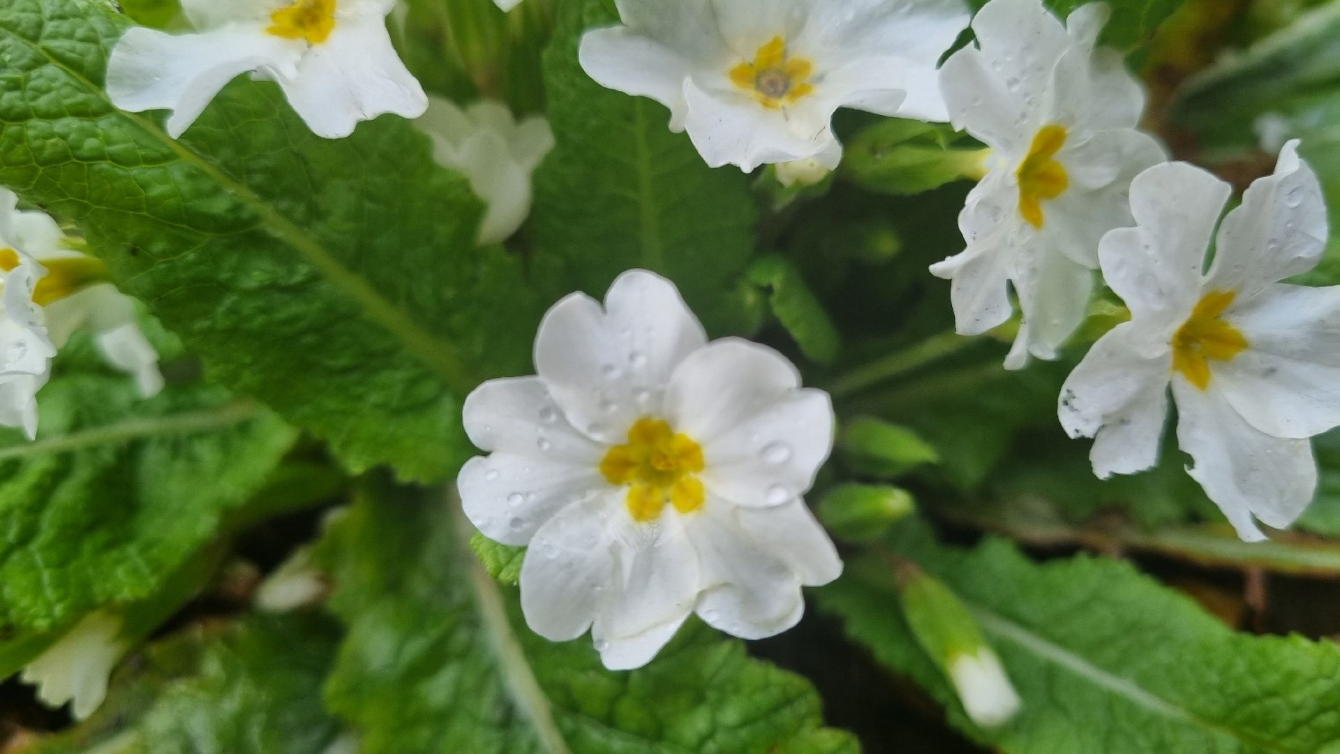 Подмосковье, Ивантеевка, подснежники