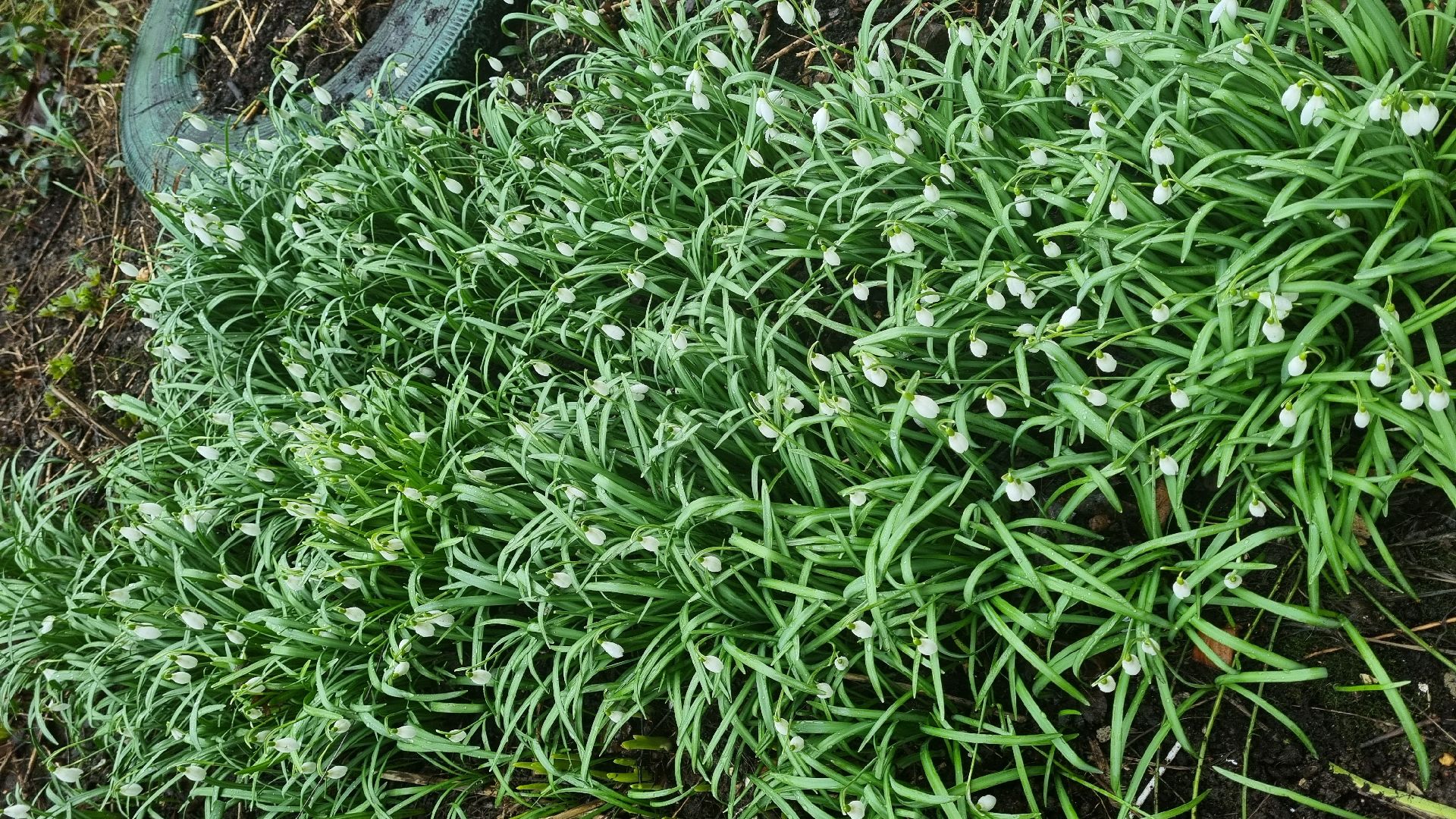 Подмосковье, Ивантеевка, подснежники