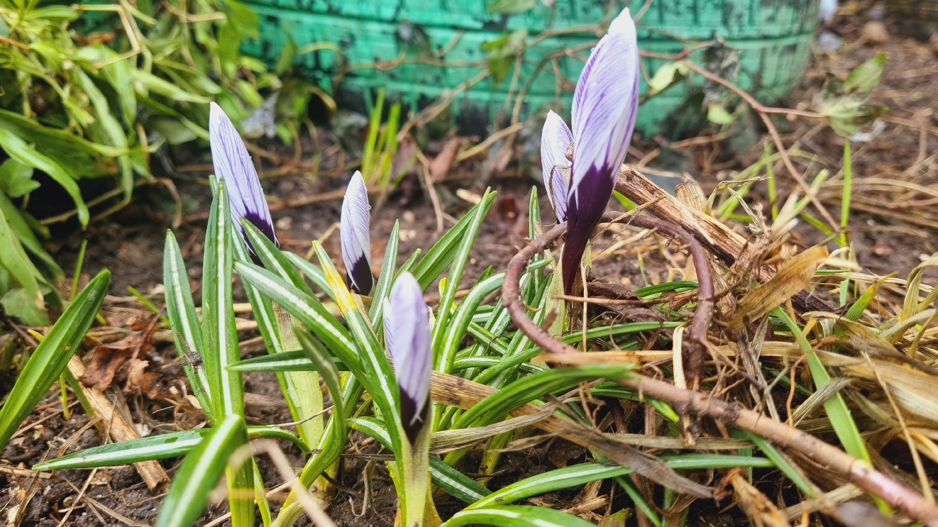 Подмосковье, Ивантеевка, подснежники