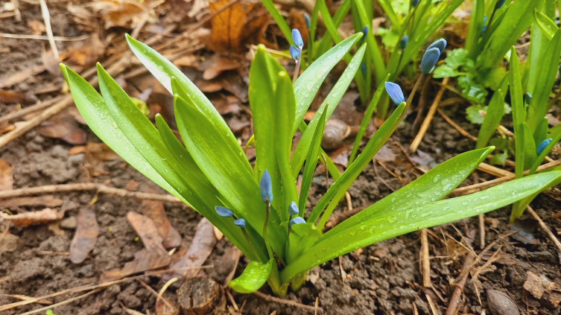 Подмосковье, Ивантеевка, подснежники