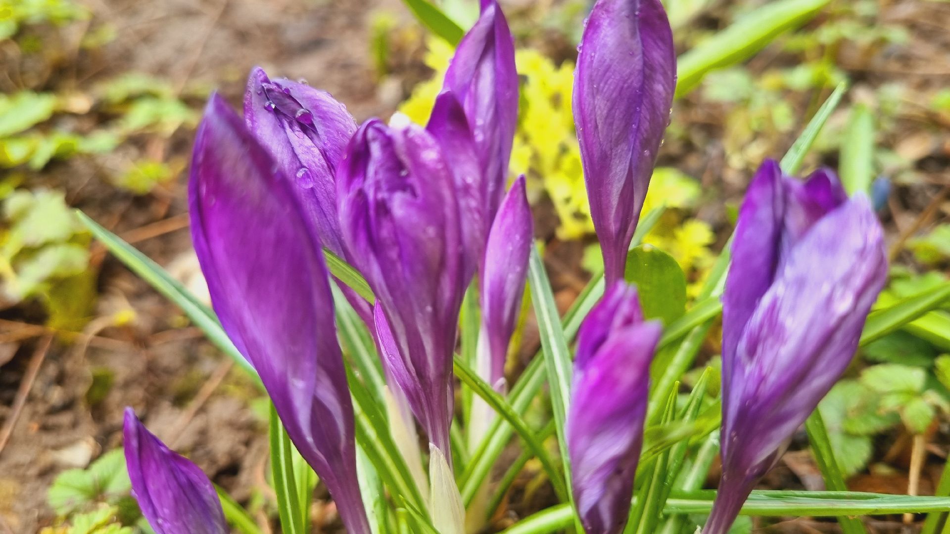 Подмосковье, Ивантеевка, подснежники