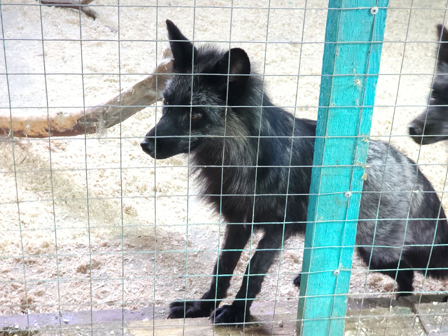 зоогостинница, Егорьевск, Подмосковье, Московская область лисы,