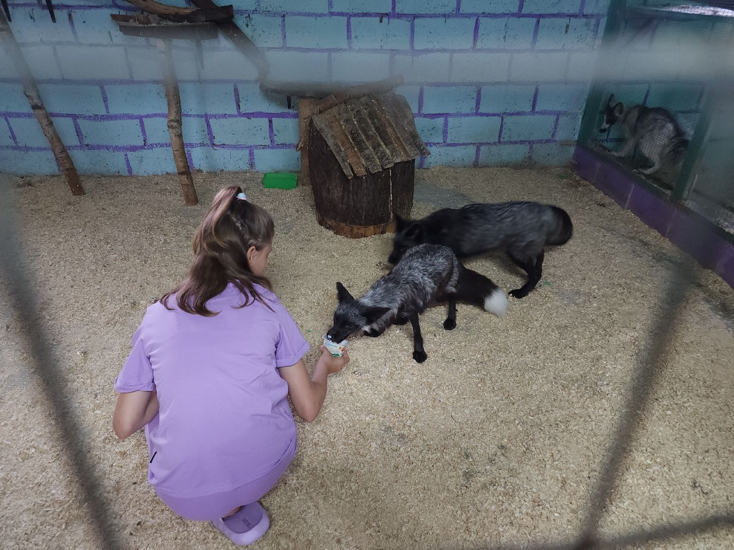 зоогостинница, Егорьевск, Подмосковье, Московская область лисы,