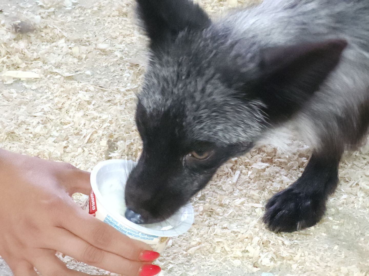 зоогостинница, Егорьевск, Подмосковье, Московская область лисы,