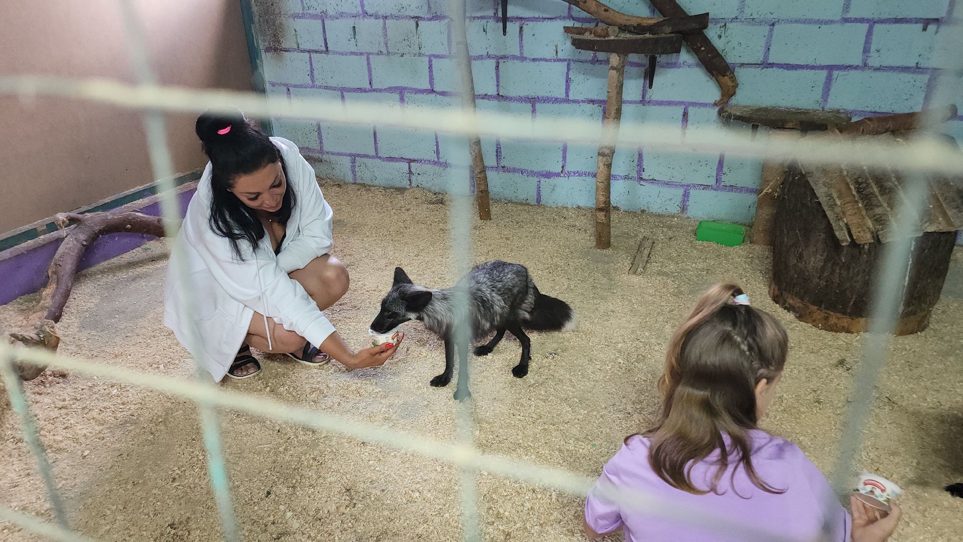 зоогостинница, Егорьевск, Подмосковье, Московская область лисы,