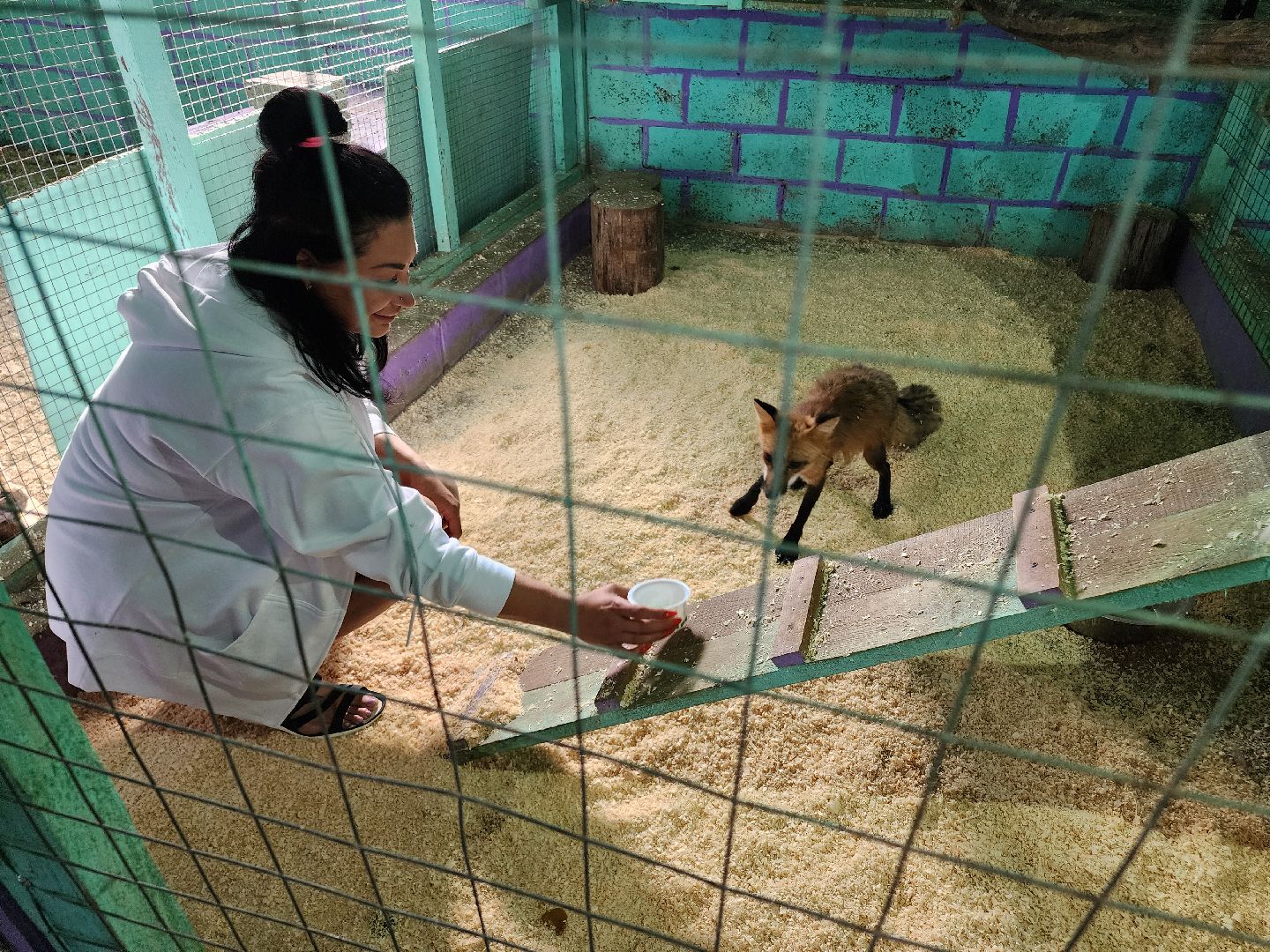 зоогостинница, Егорьевск, Подмосковье, Московская область лисы,