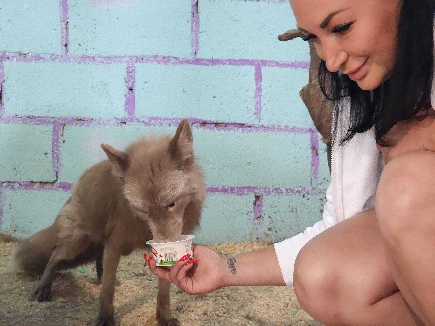 зоогостинница, Егорьевск, Подмосковье, Московская область лисы,