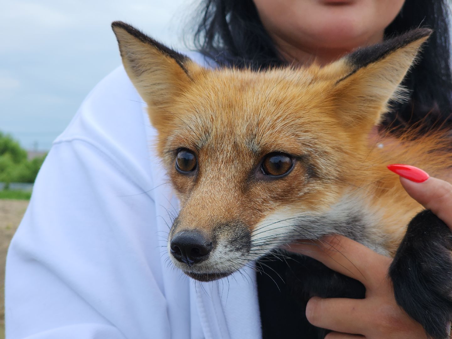 зоогостинница, Егорьевск, Подмосковье, Московская область лисы,