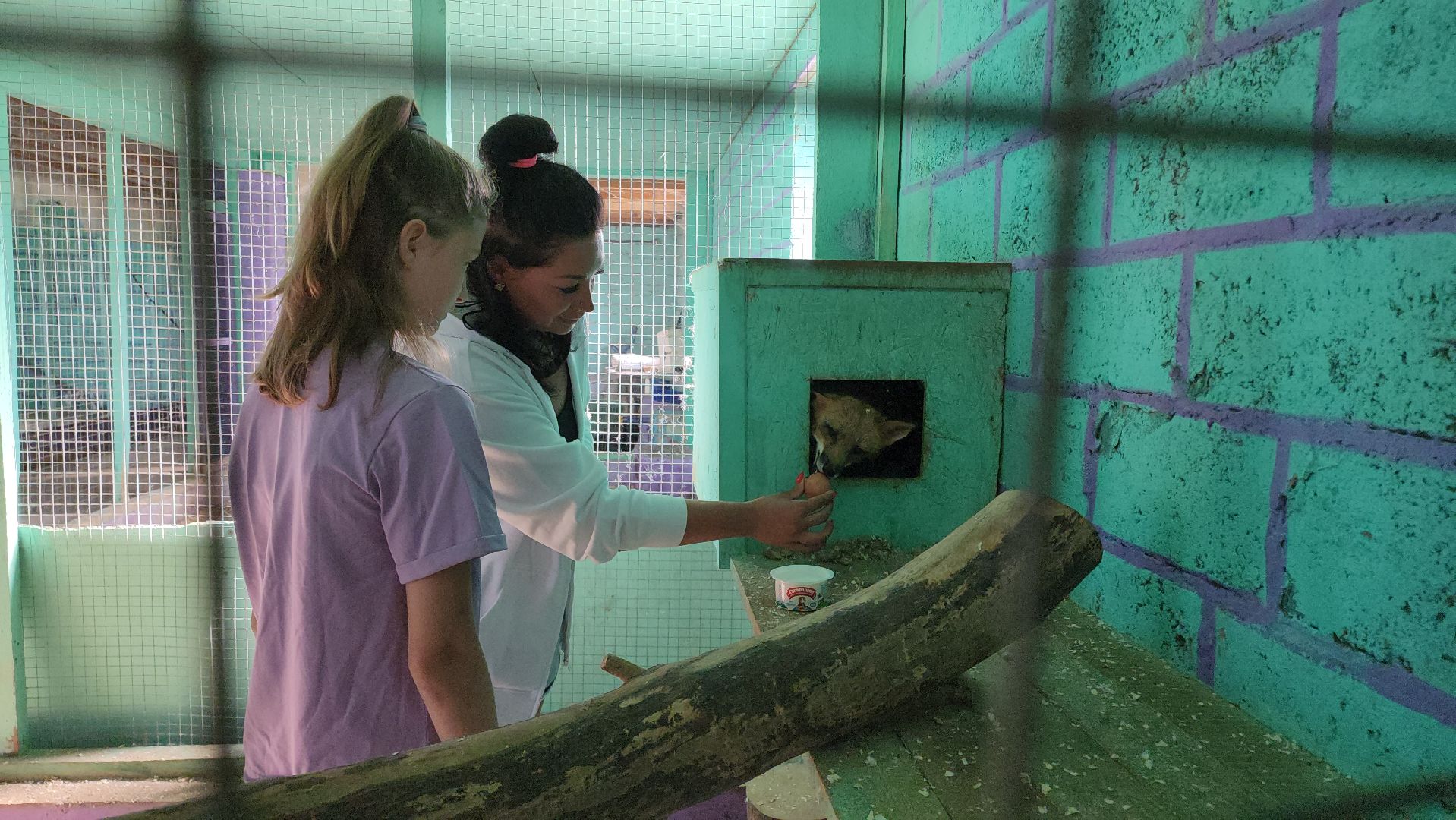 зоогостинница, Егорьевск, Подмосковье, Московская область лисы,