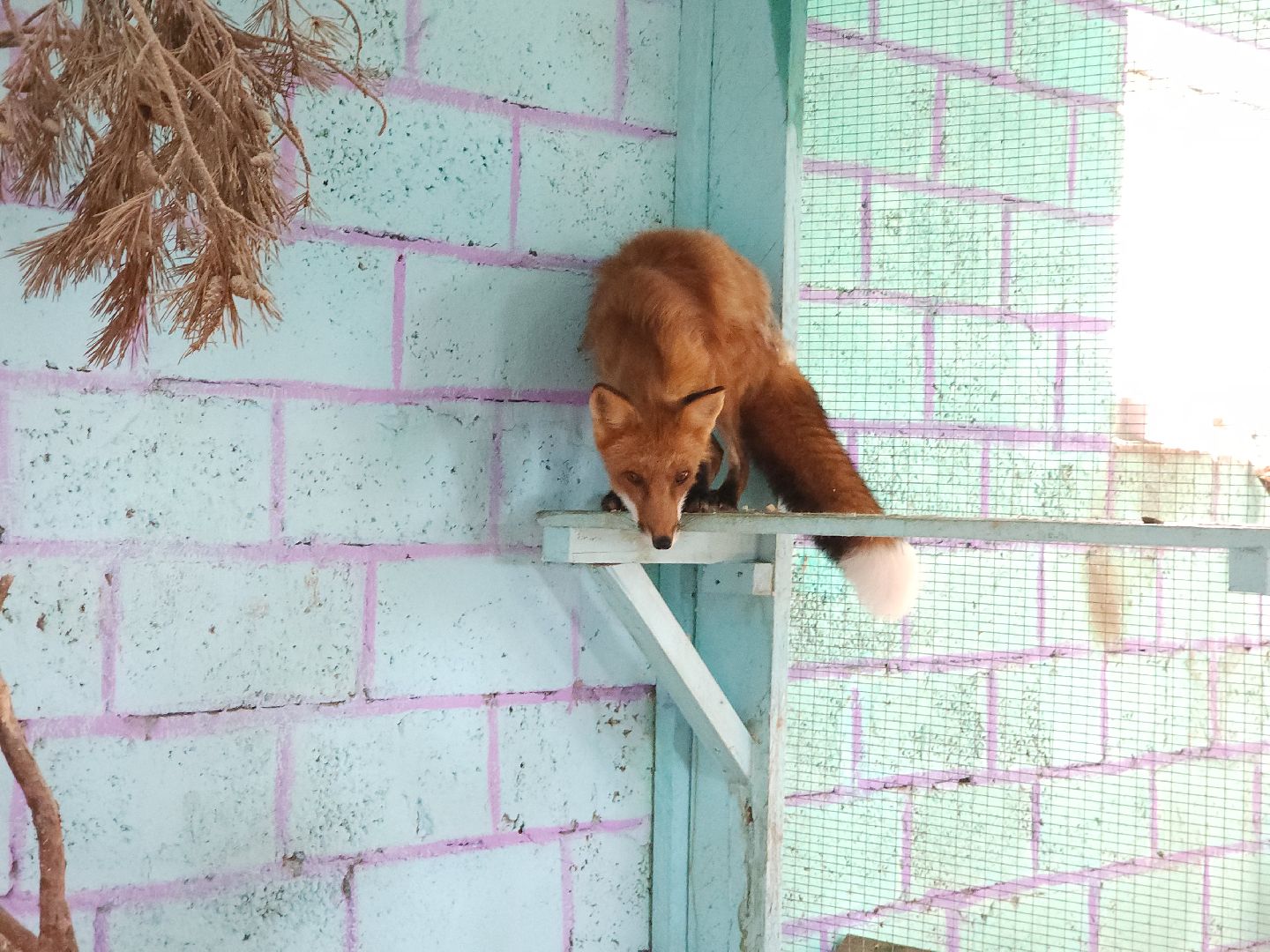 зоогостинница, Егорьевск, Подмосковье, Московская область лисы,