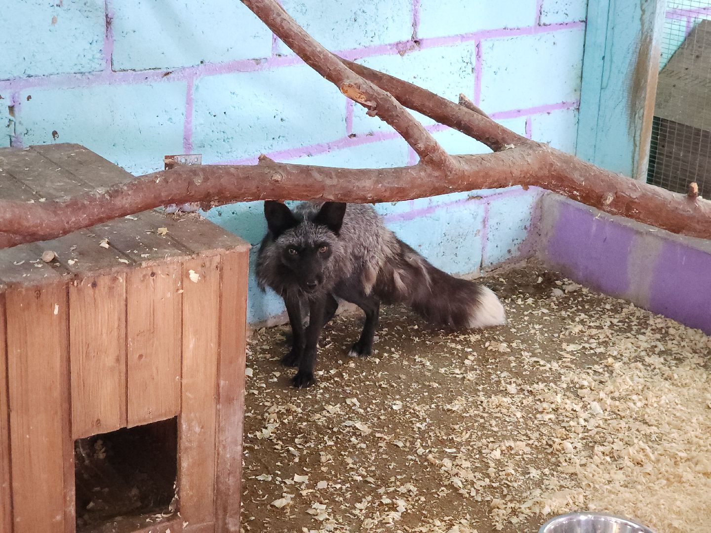 зоогостинница, Егорьевск, Подмосковье, Московская область лисы,