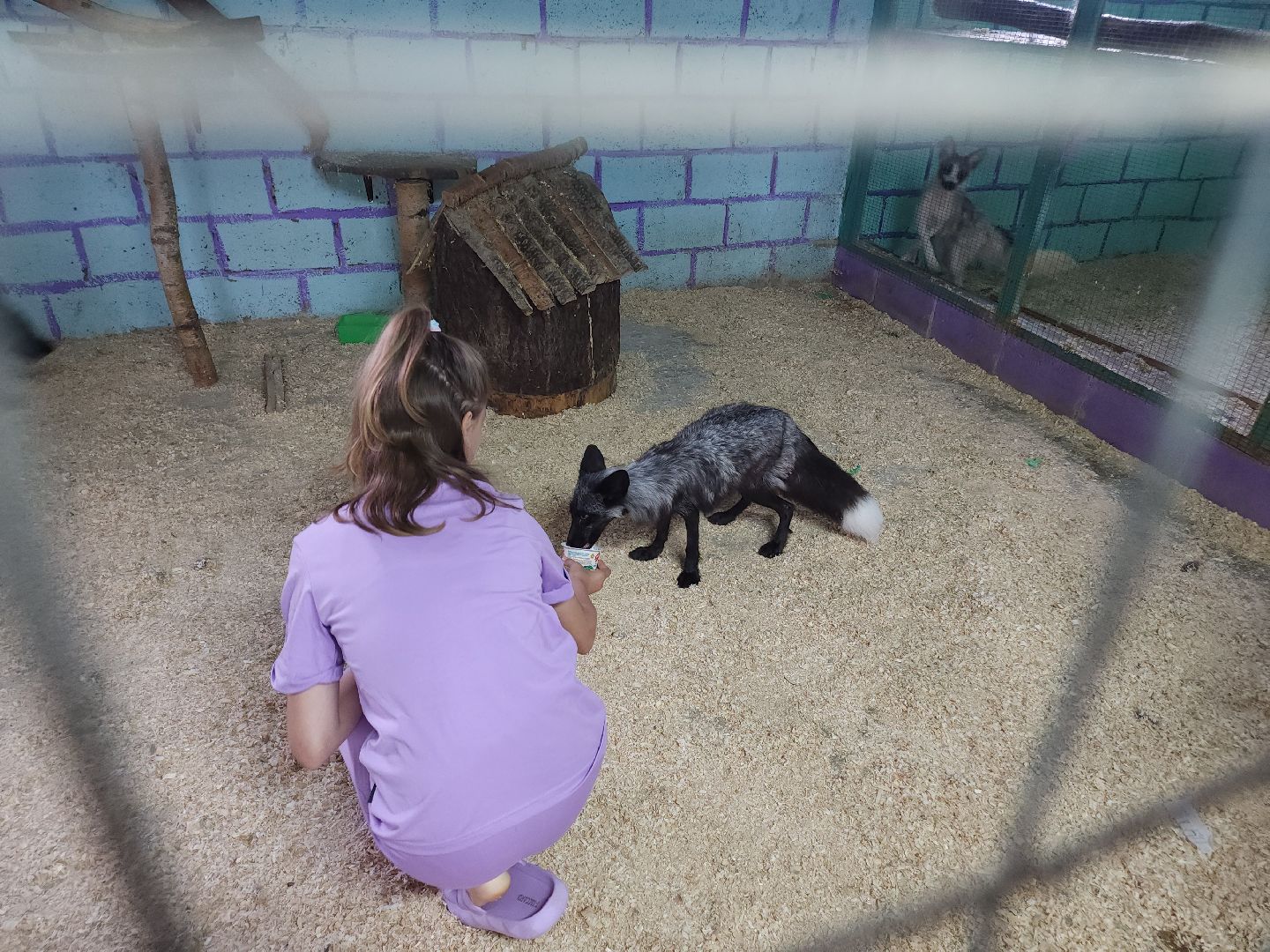 зоогостинница, Егорьевск, Подмосковье, Московская область лисы,