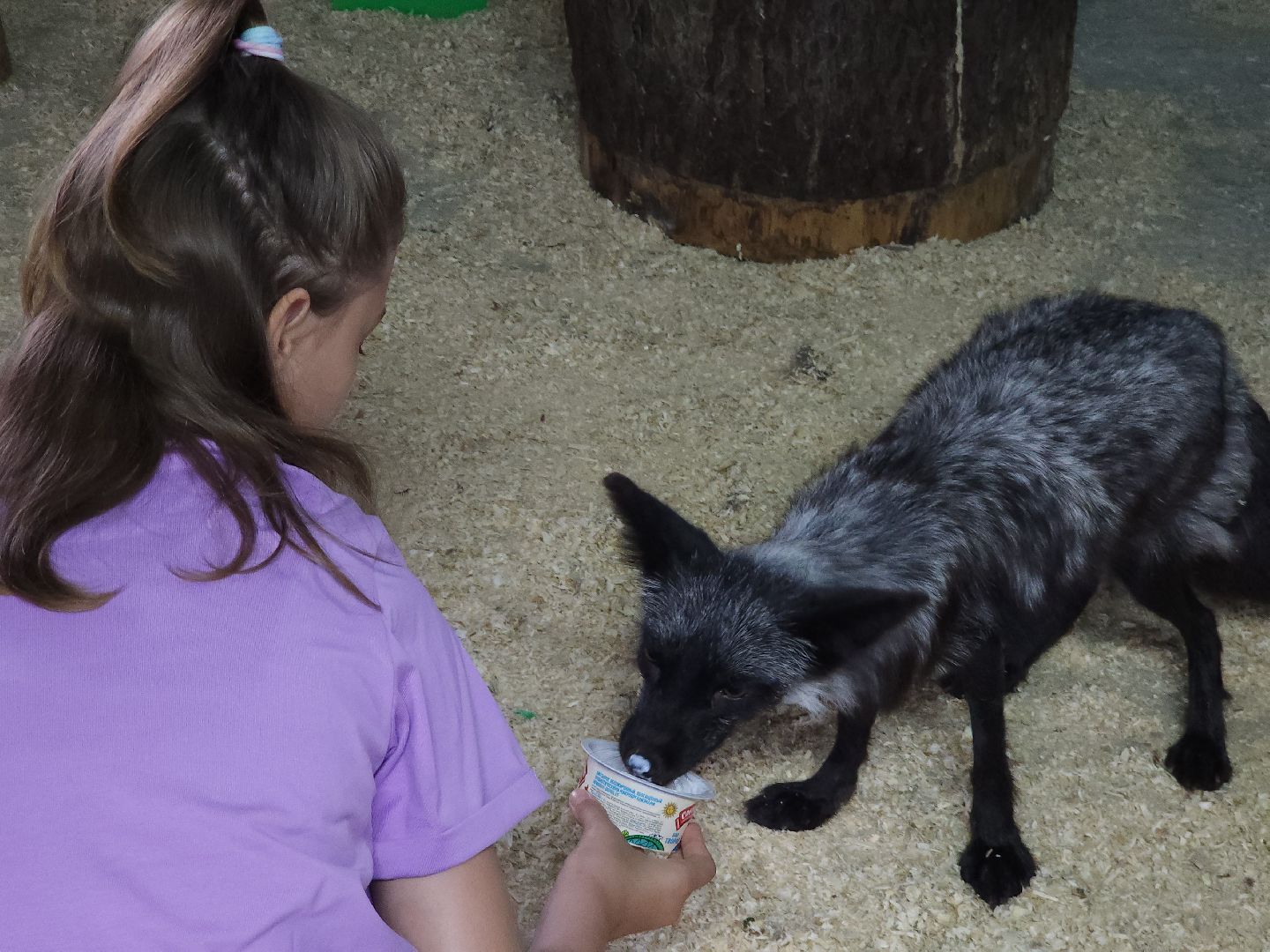 зоогостинница, Егорьевск, Подмосковье, Московская область лисы,