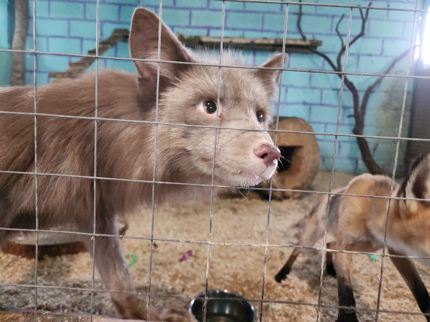 зоогостинница, Егорьевск, Подмосковье, Московская область лисы,