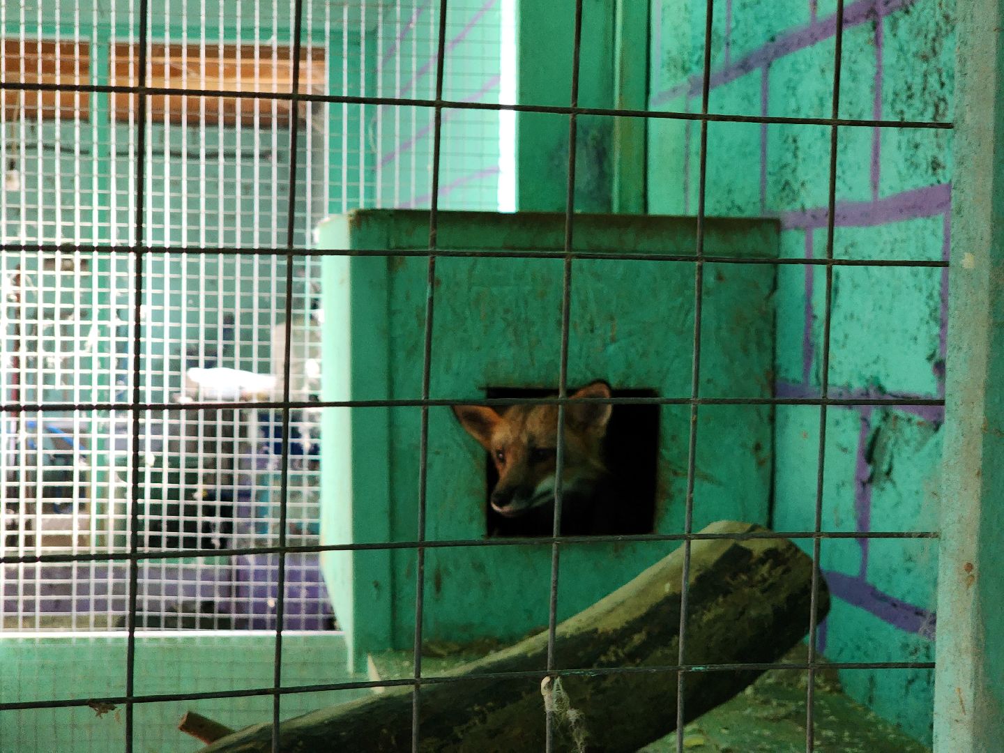 зоогостинница, Егорьевск, Подмосковье, Московская область лисы,