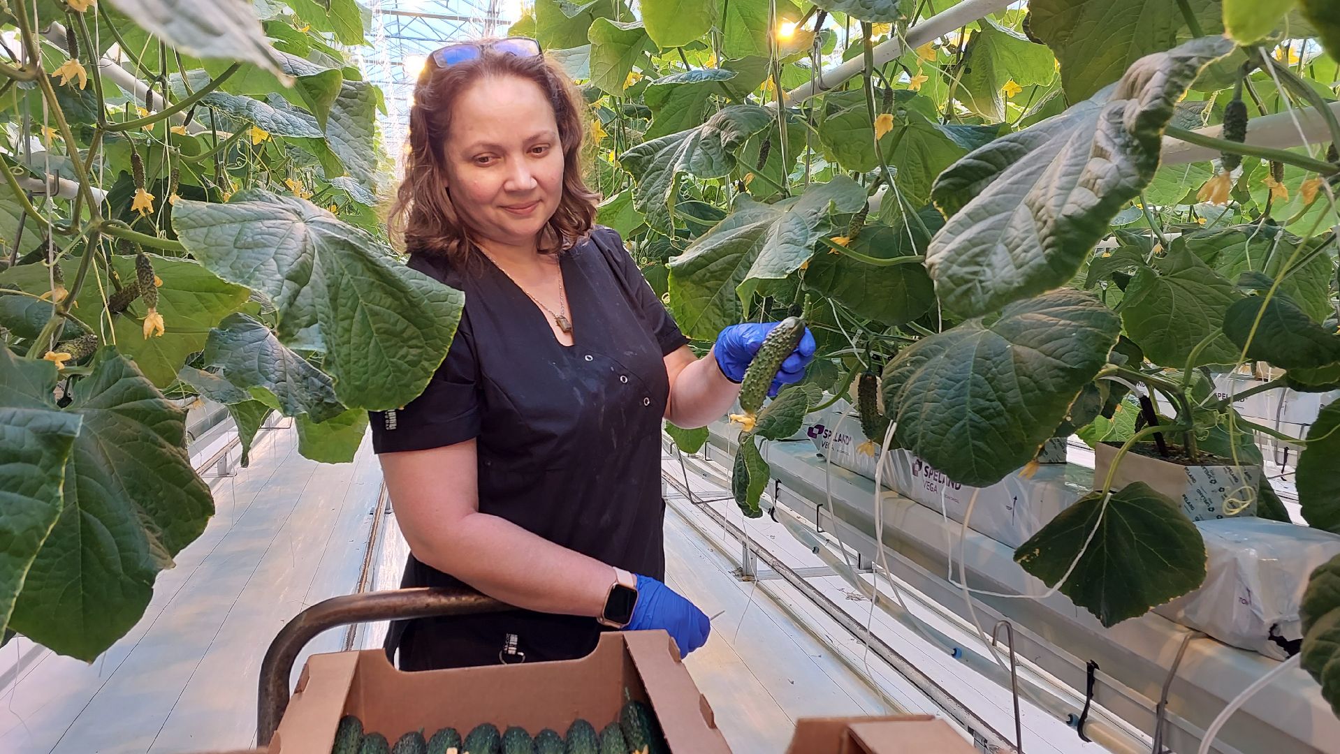 огурцы, перемены, серпухов, первый урожай,