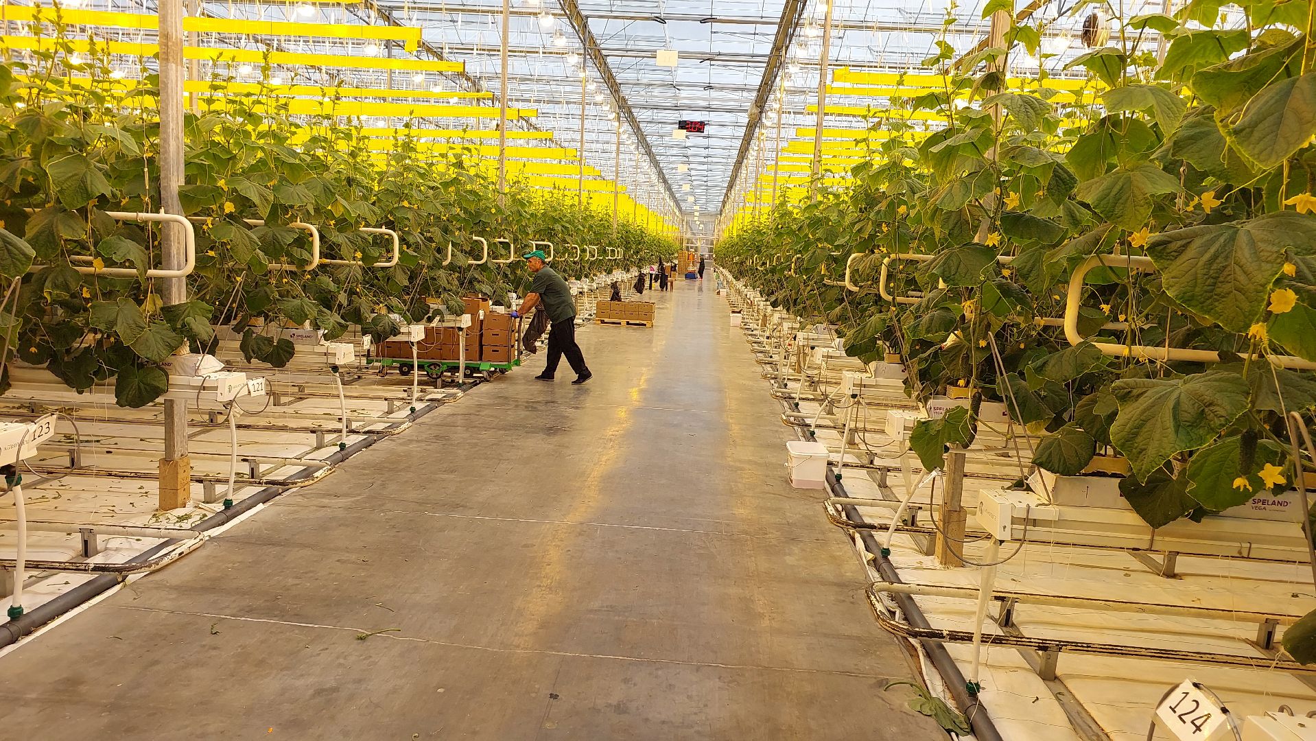 огурцы, перемены, серпухов, первый урожай,