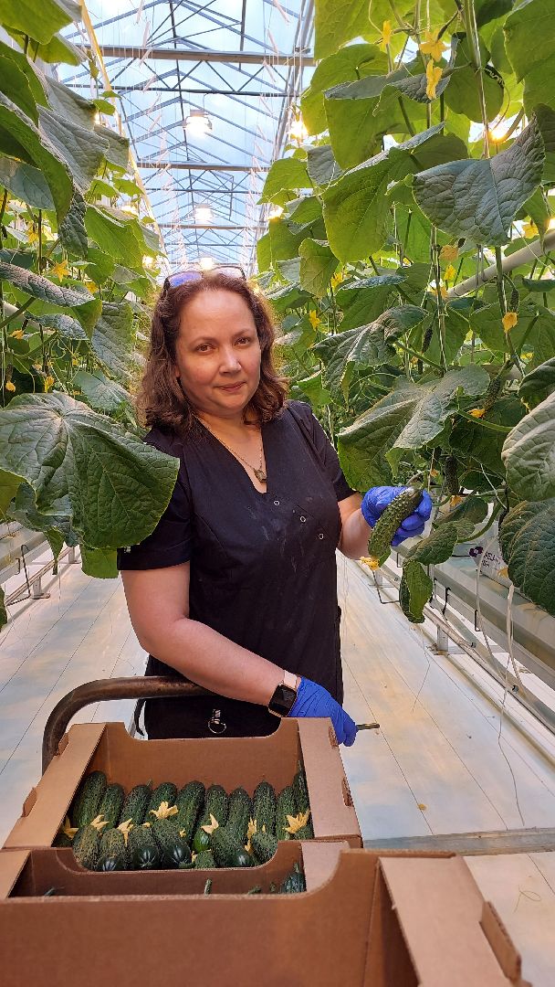 огурцы, перемены, серпухов, первый урожай,