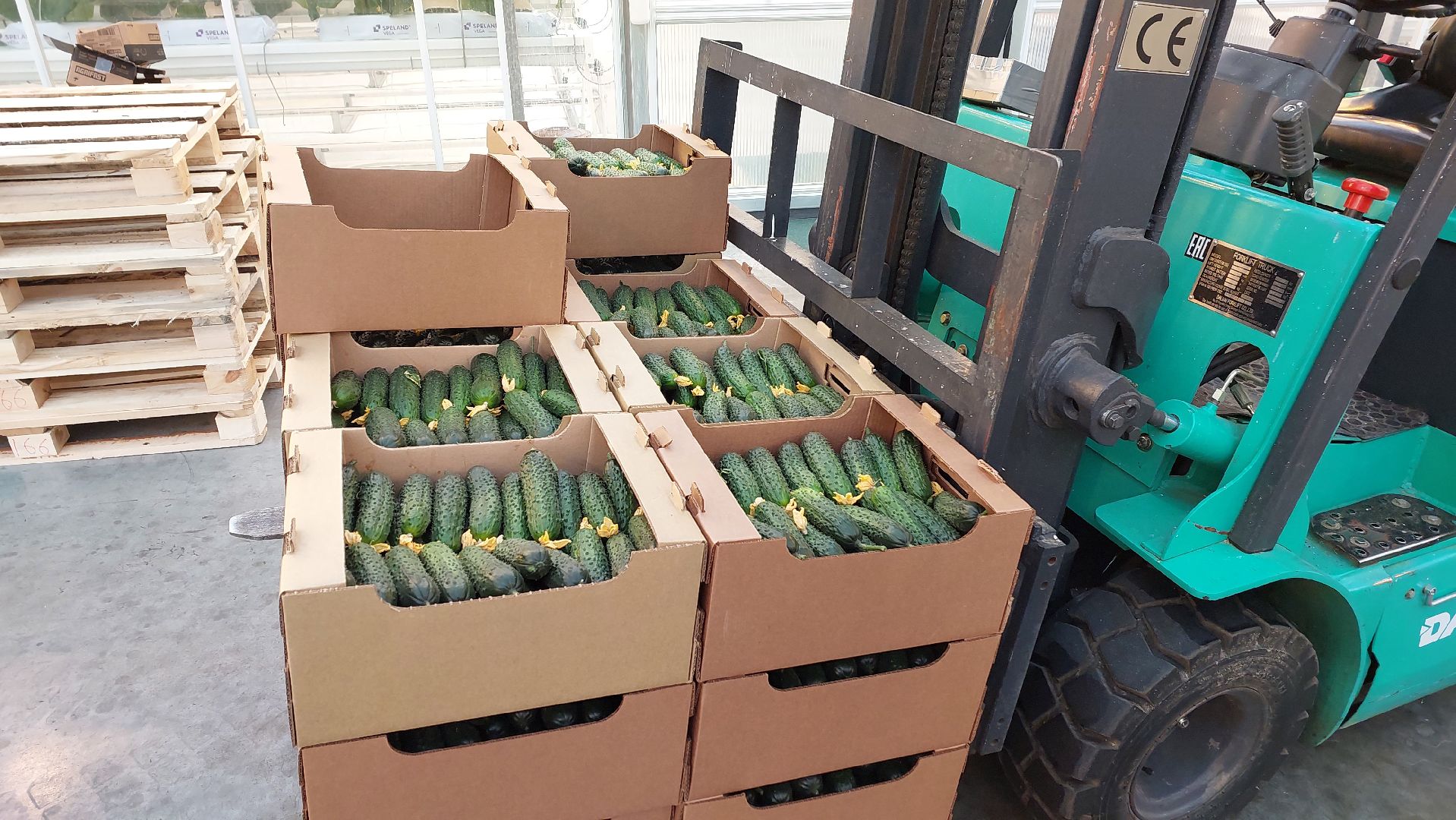 огурцы, перемены, серпухов, первый урожай,