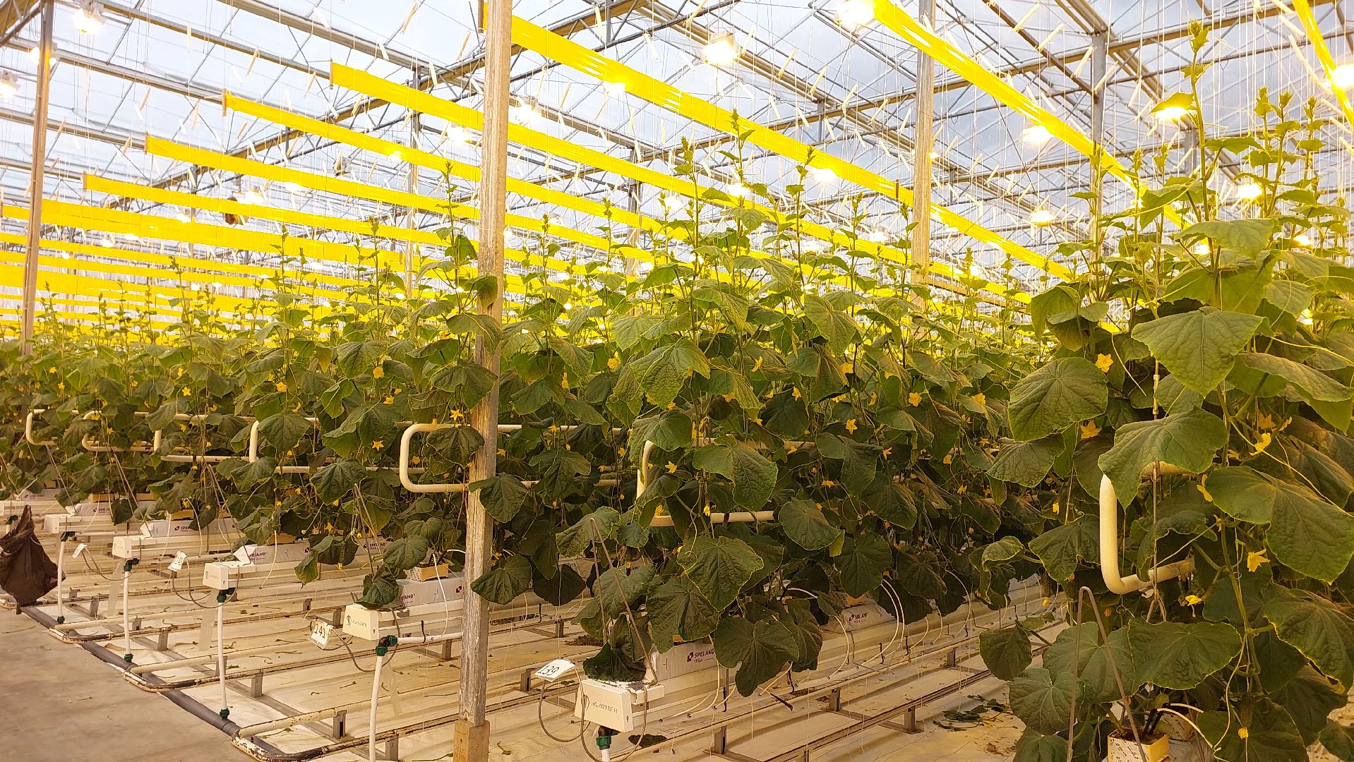 огурцы, перемены, серпухов, первый урожай,