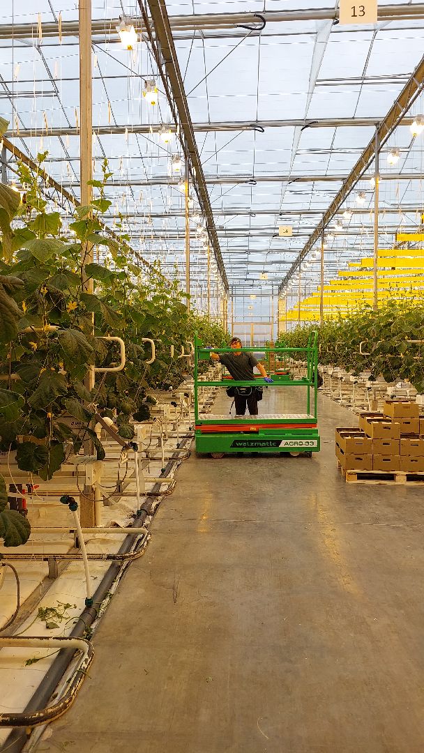 огурцы, перемены, серпухов, первый урожай,