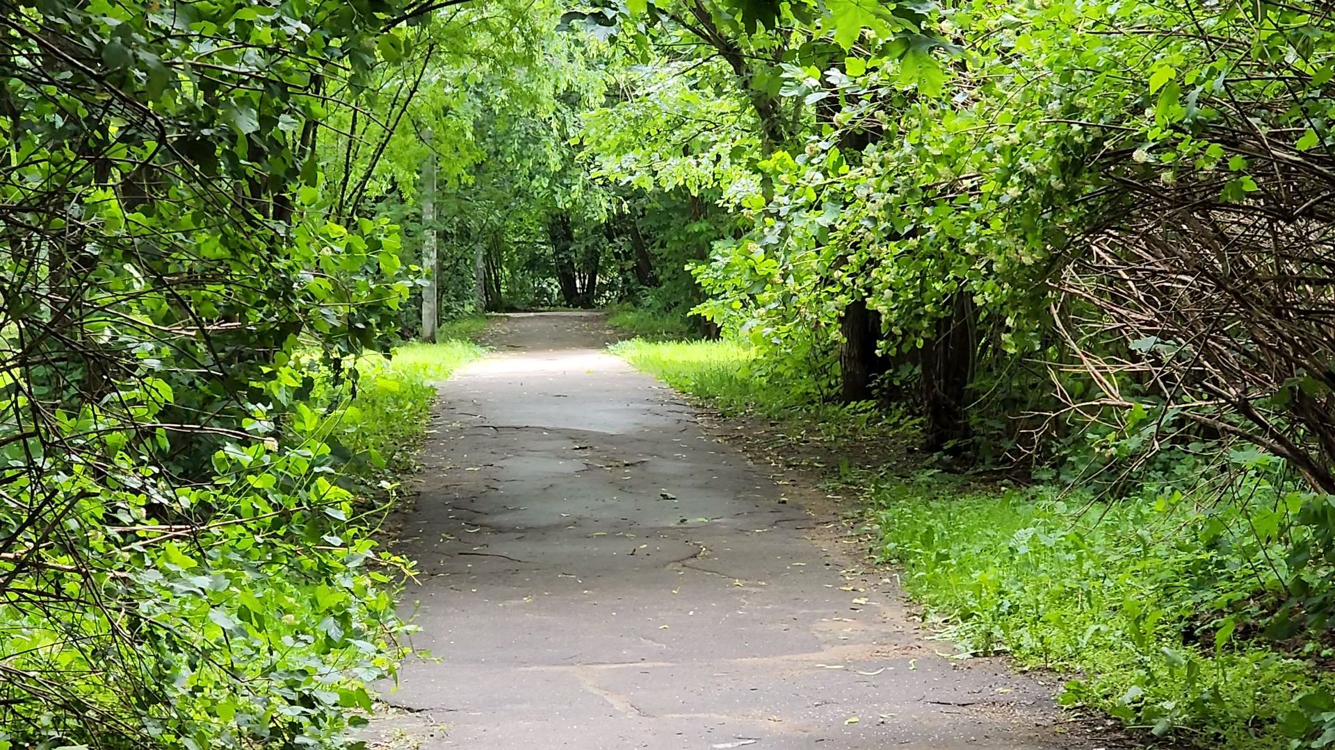 одинцово, пешком, тротуар, пешая дорога, губернатор,