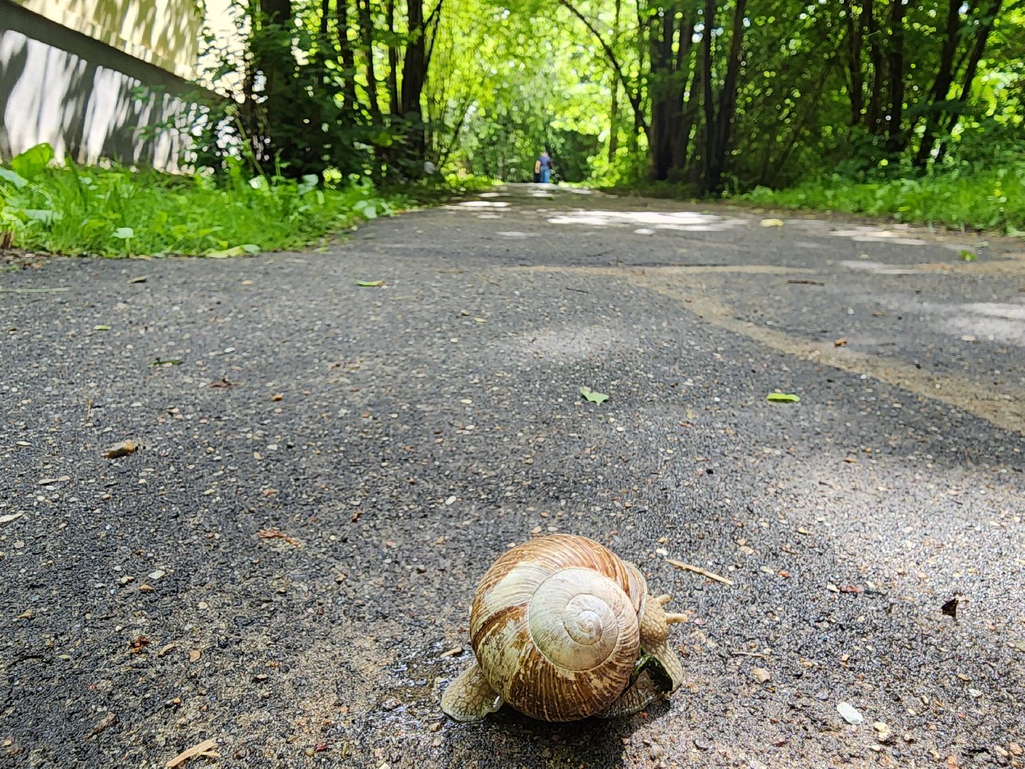 одинцово, пешком, тротуар, пешая дорога, губернатор,