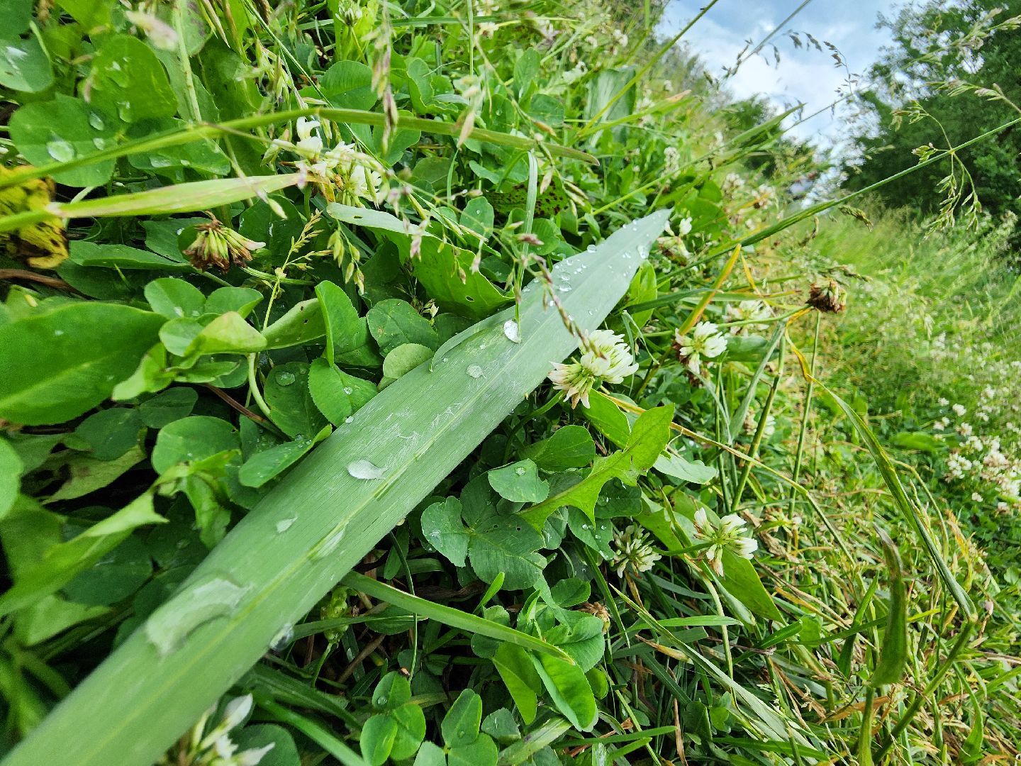 волоколамск, Теряево, экология, акция,