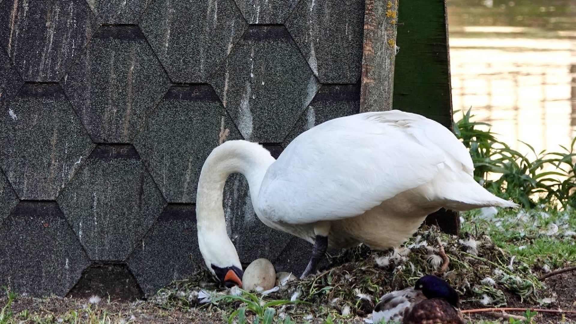 Сергиев Посад, Сергиево-Посадский городской округ, Лебеди, Потомство, Природа, Красота, Эксклюзив, Общество, Птицы,