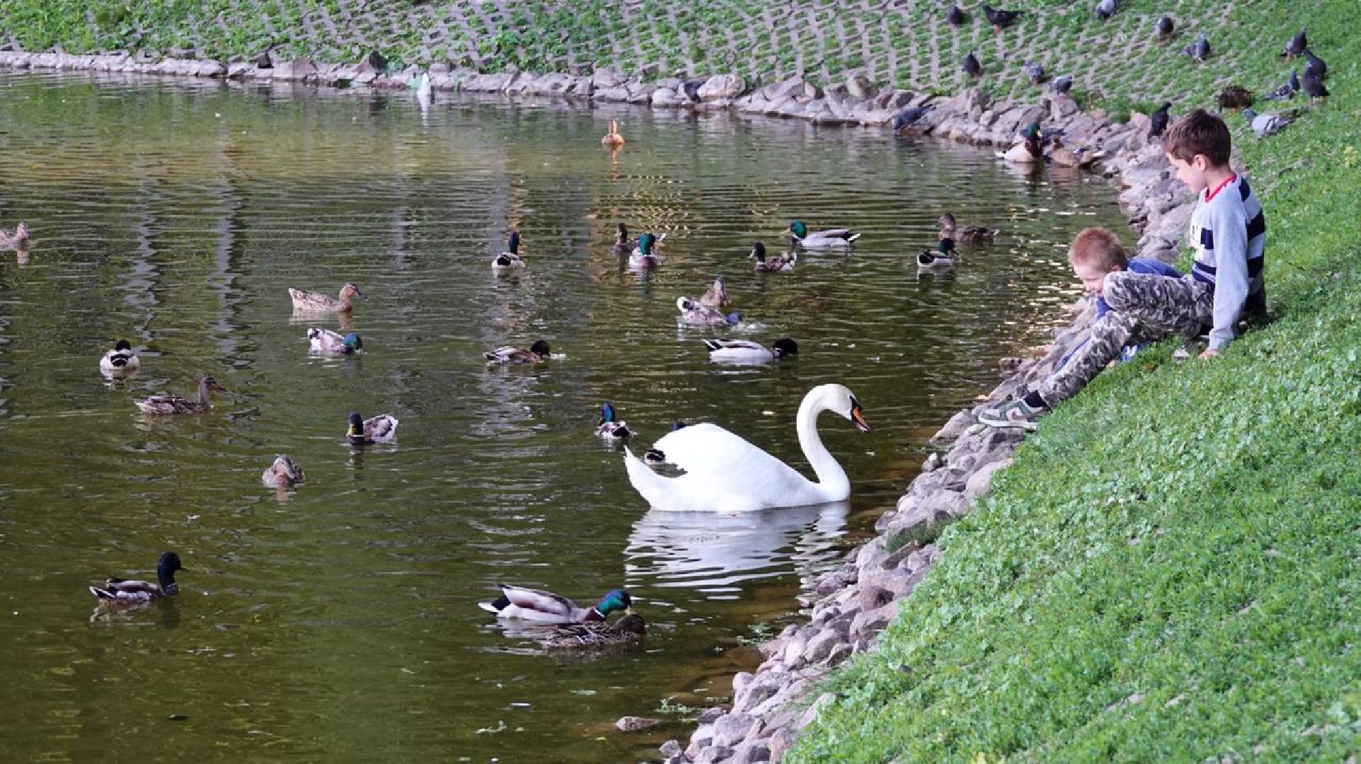 Сергиев Посад, Сергиево-Посадский городской округ, Лебеди, Потомство, Природа, Красота, Эксклюзив, Общество, Птицы,