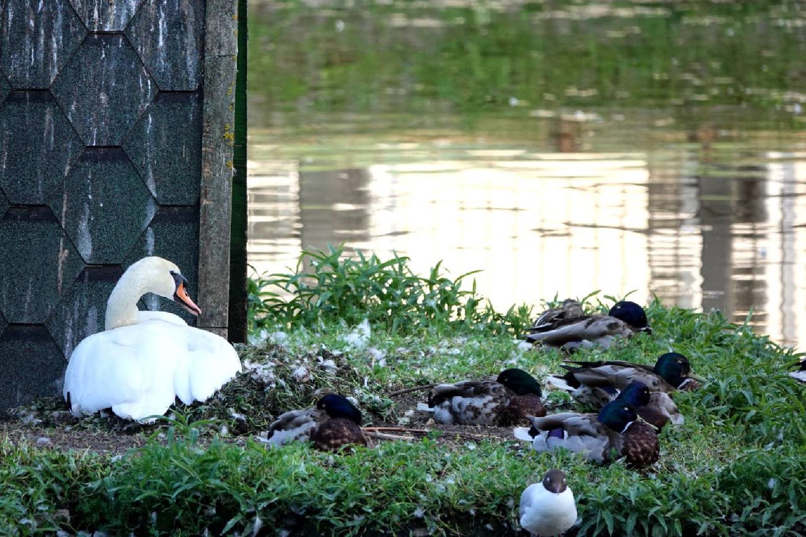 Сергиев Посад, Сергиево-Посадский городской округ, Лебеди, Потомство, Природа, Красота, Эксклюзив, Общество, Птицы,