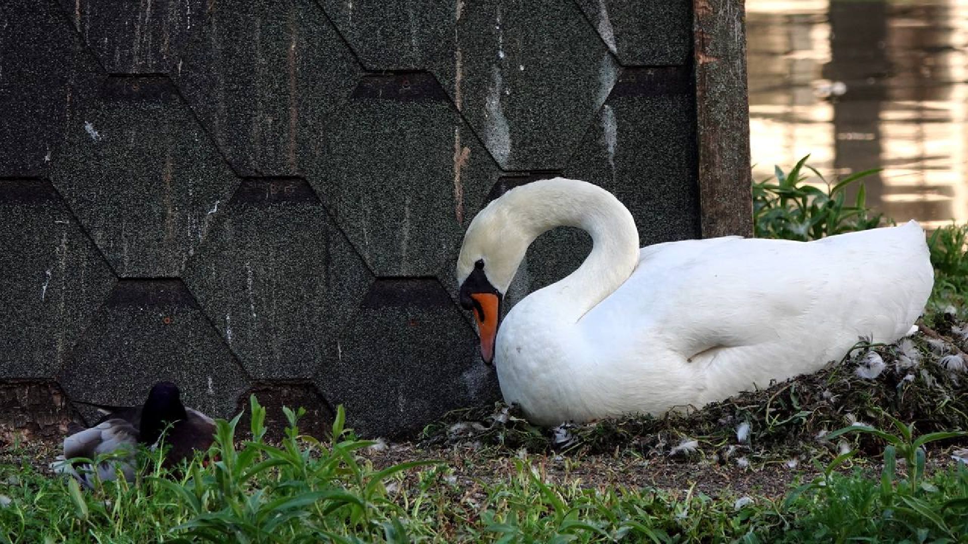 Сергиев Посад, Сергиево-Посадский городской округ, Лебеди, Потомство, Природа, Красота, Эксклюзив, Общество, Птицы,