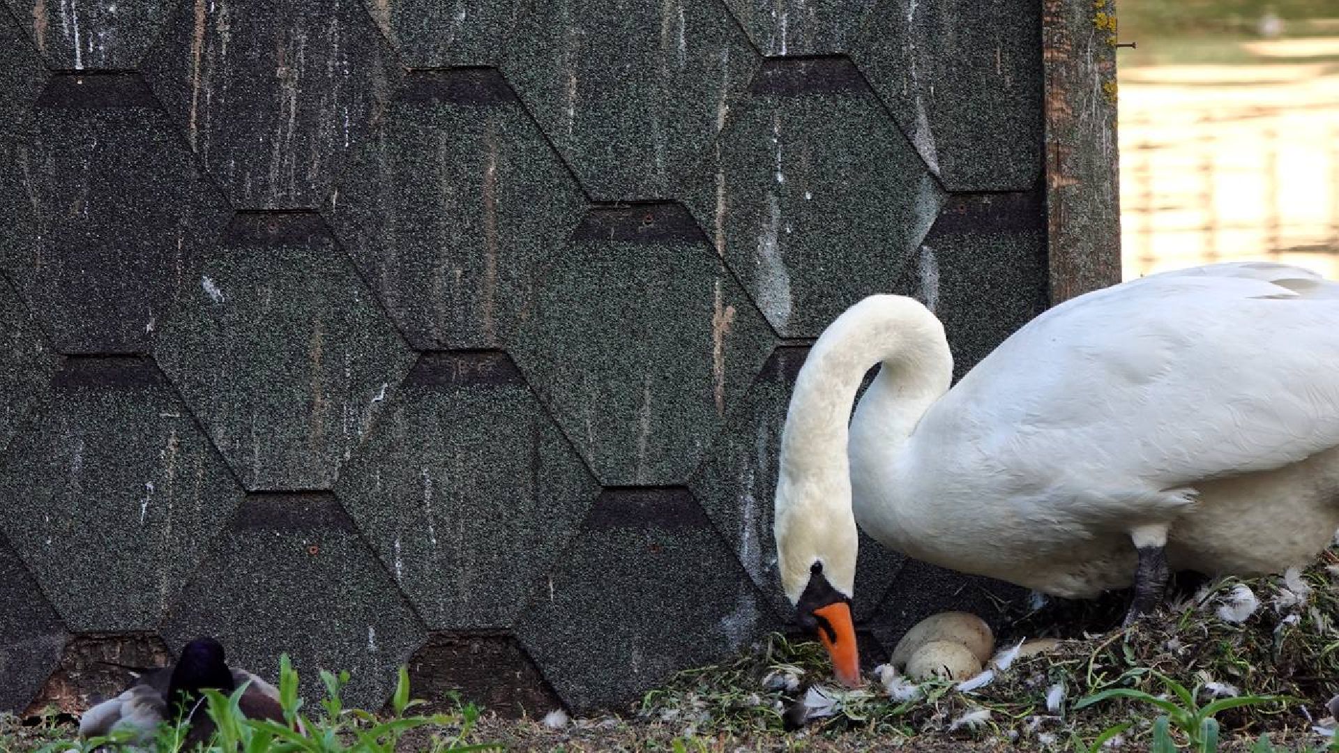 Сергиев Посад, Сергиево-Посадский городской округ, Лебеди, Потомство, Природа, Красота, Эксклюзив, Общество, Птицы,