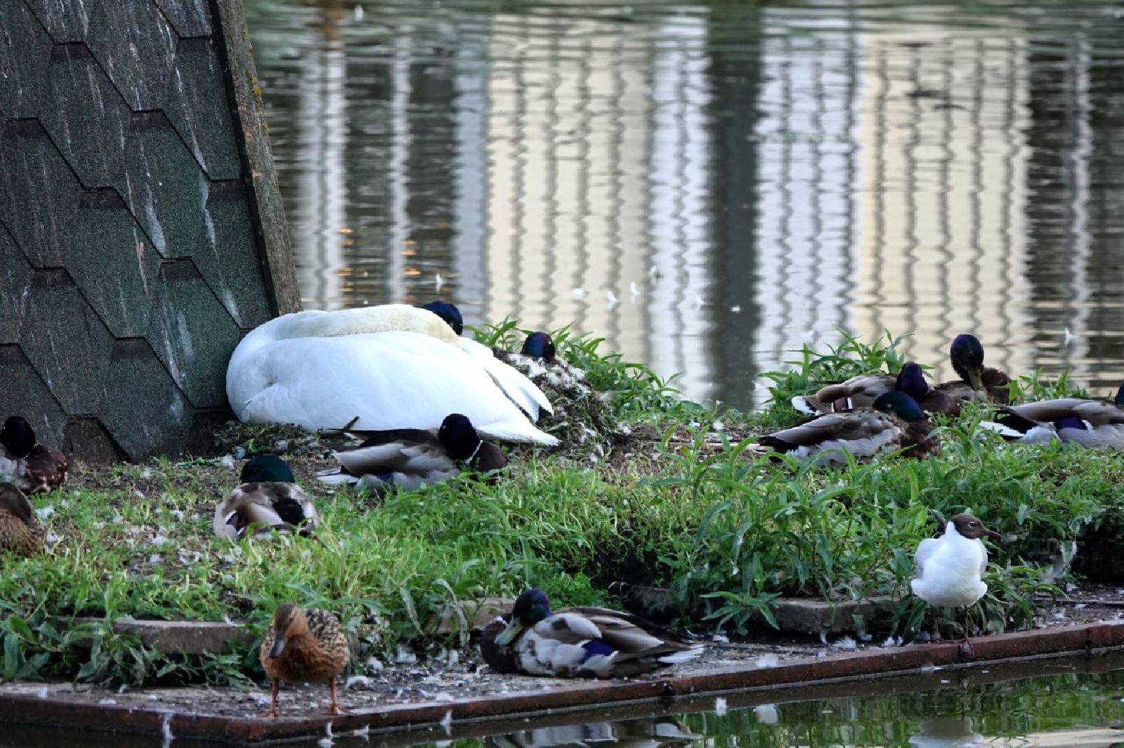 Сергиев Посад, Сергиево-Посадский городской округ, Лебеди, Потомство, Природа, Красота, Эксклюзив, Общество, Птицы,