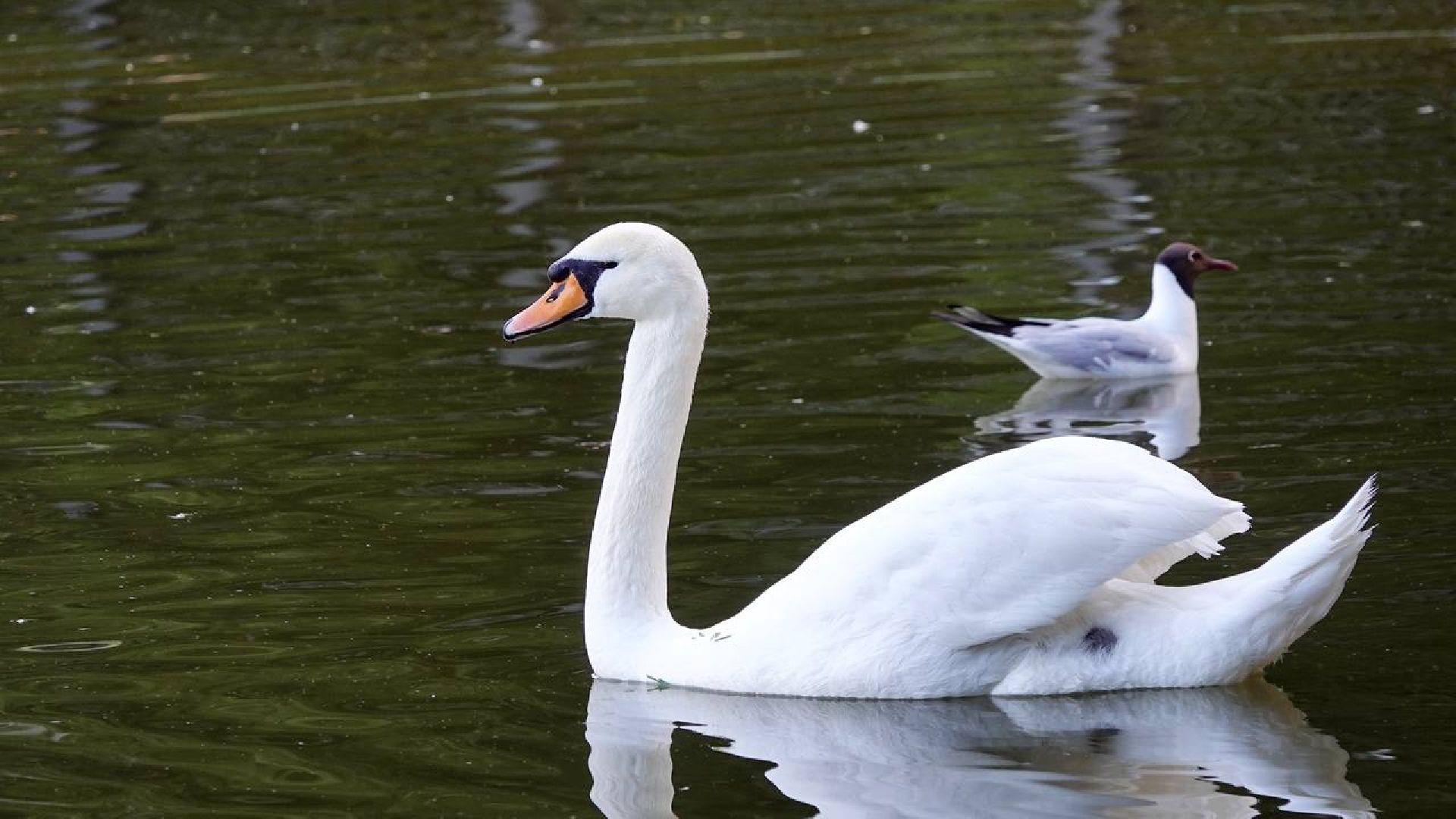 Сергиев Посад, Сергиево-Посадский городской округ, Лебеди, Потомство, Природа, Красота, Эксклюзив, Общество, Птицы,