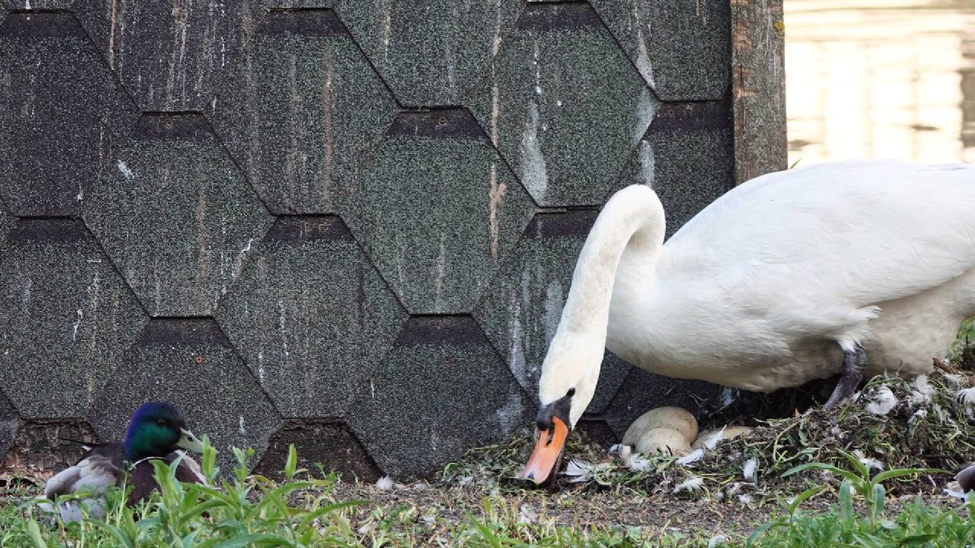 Сергиев Посад, Сергиево-Посадский городской округ, Лебеди, Потомство, Природа, Красота, Эксклюзив, Общество, Птицы,