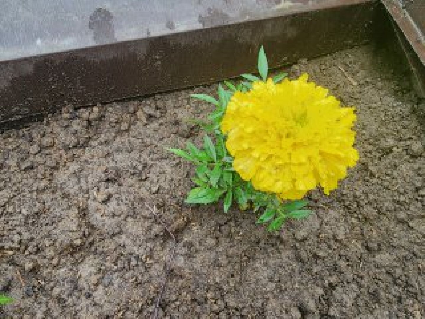 благоустройство, тропа жизни, пешеходная дорожка, деревня Спасское, расторгуево, ленинский округ, лго, тропинка,