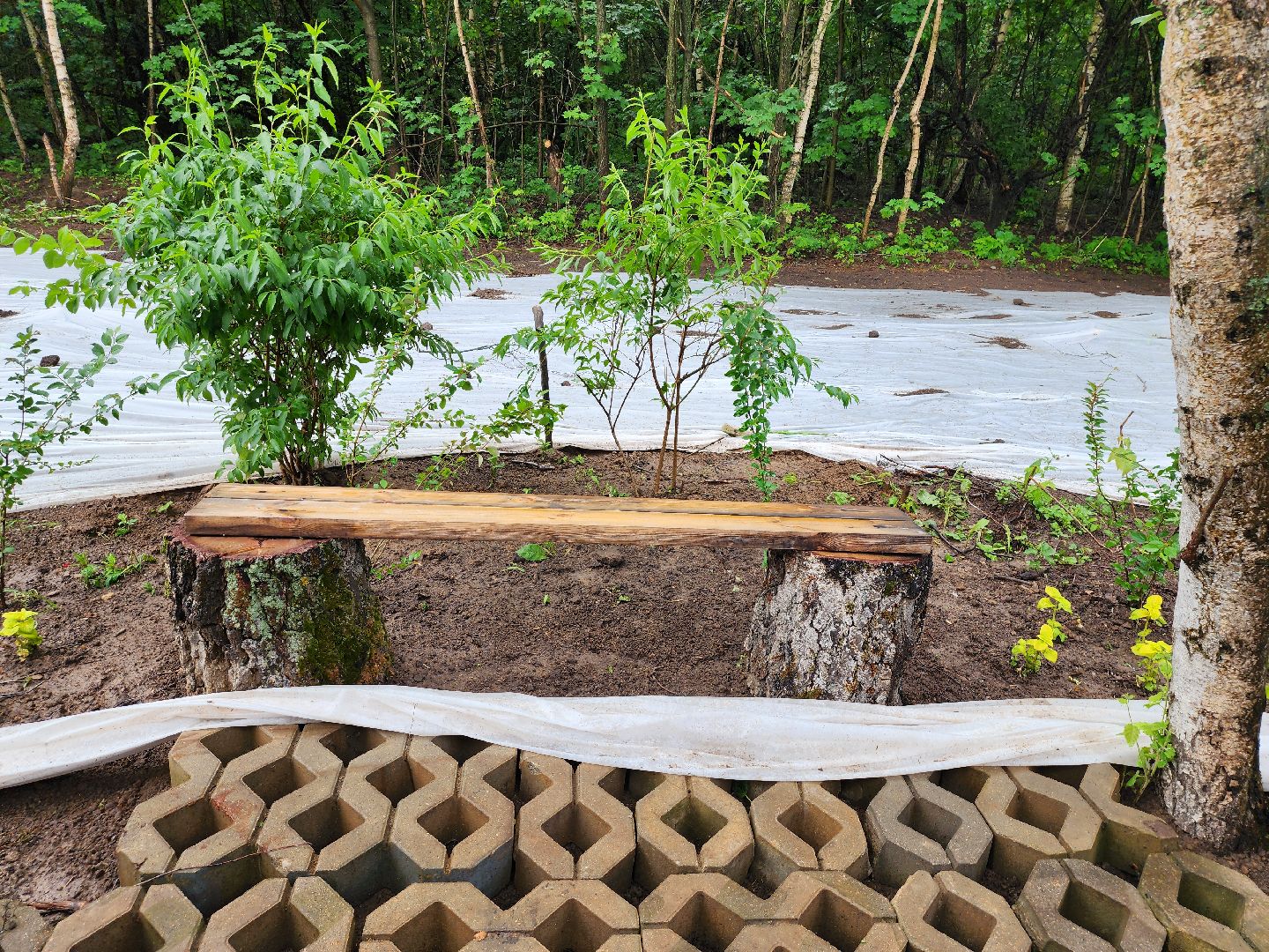 благоустройство, тропа жизни, пешеходная дорожка, деревня Спасское, расторгуево, ленинский округ, лго, тропинка,